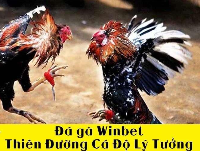 Sức Hút Không Thể Chối Từ Của Đá Gà Trên winbet